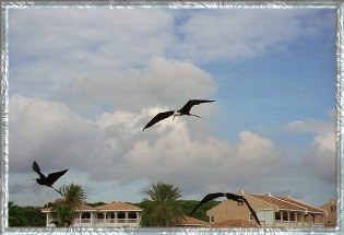 ~ Birds above the Seaquarium  on Cura&ccedil;ao.